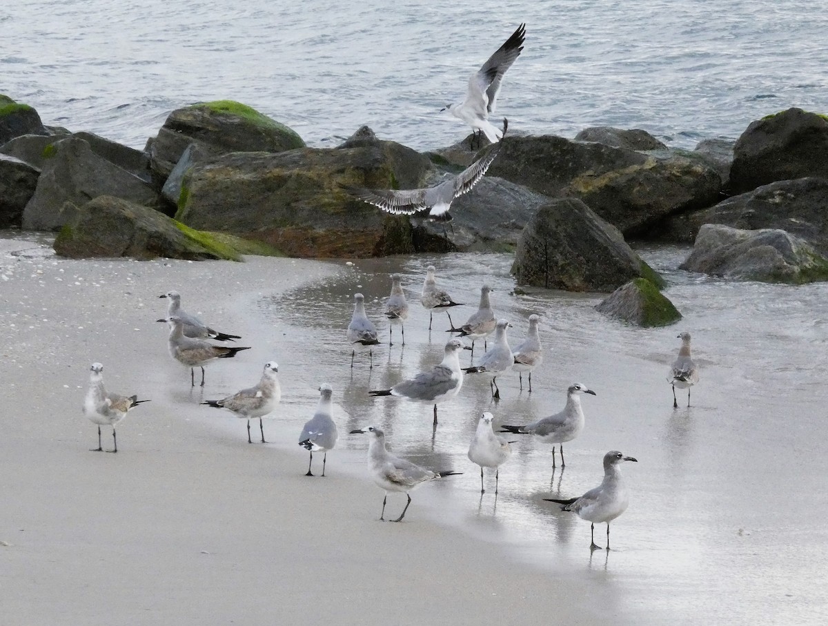 Laughing Gull - ML644320796
