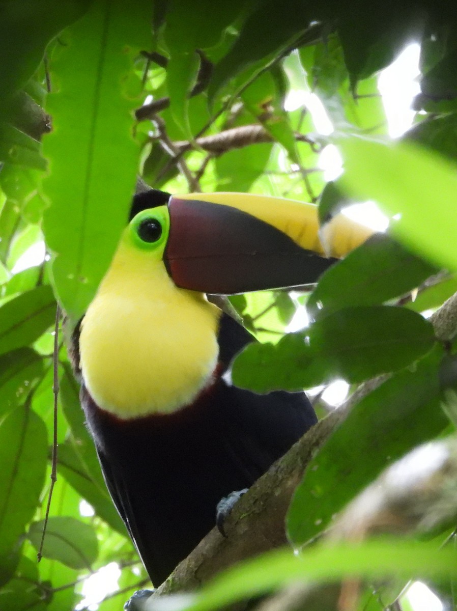 Тукан жовтошиїй - ML644320803