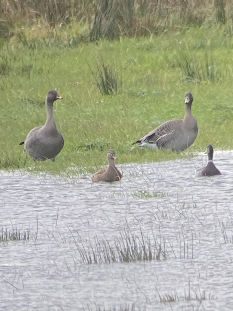 Taiga Bean-Goose - ML644320806