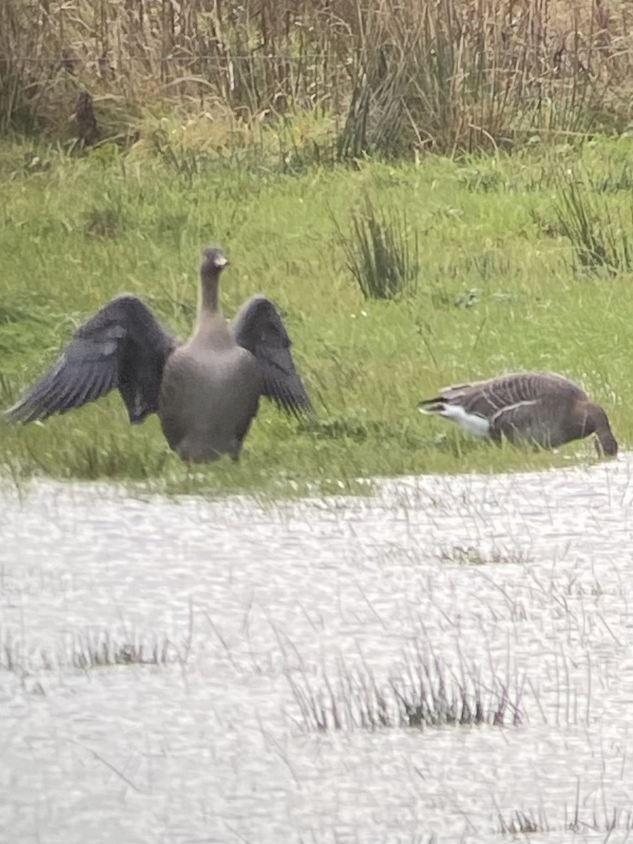 Taiga Bean-Goose - ML644320807