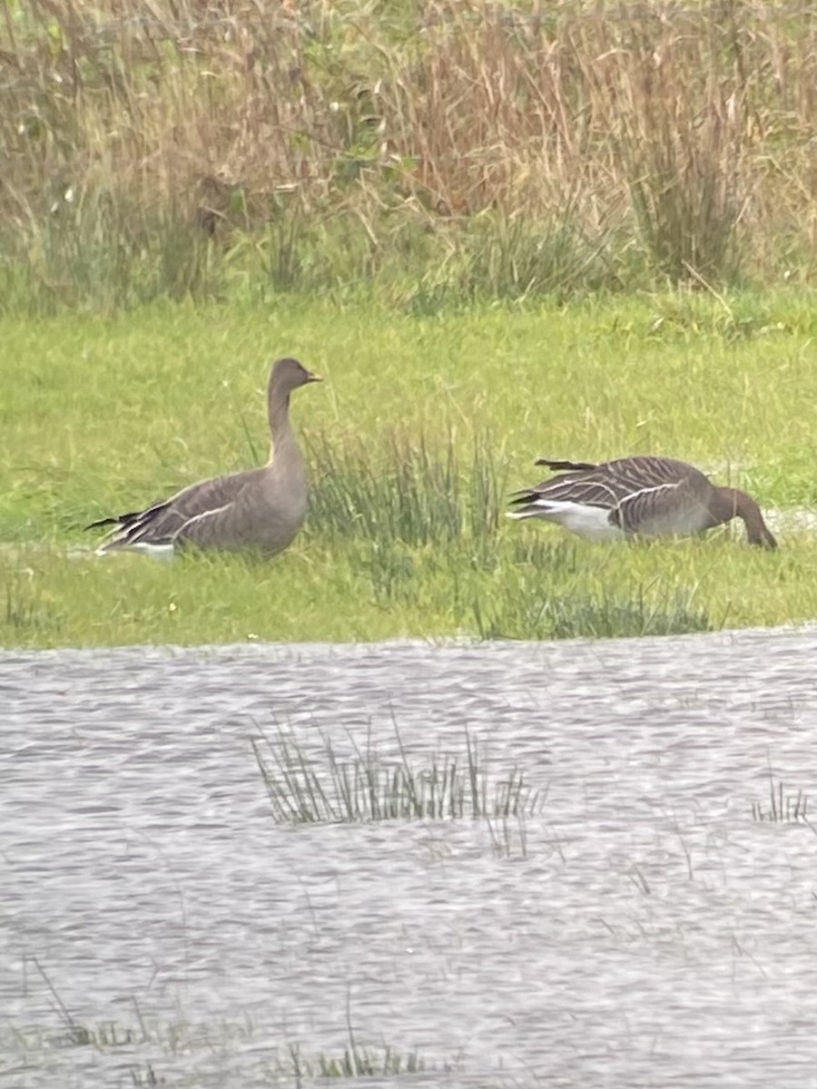 Taiga Bean-Goose - ML644320808