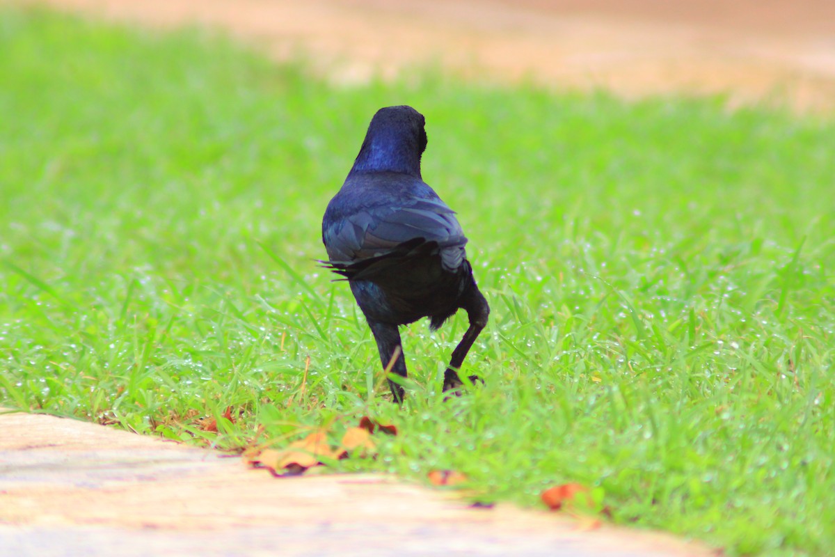 Great-tailed Grackle - ML644320812