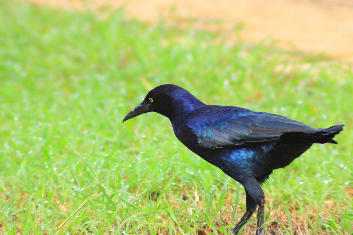 Great-tailed Grackle - ML644320813