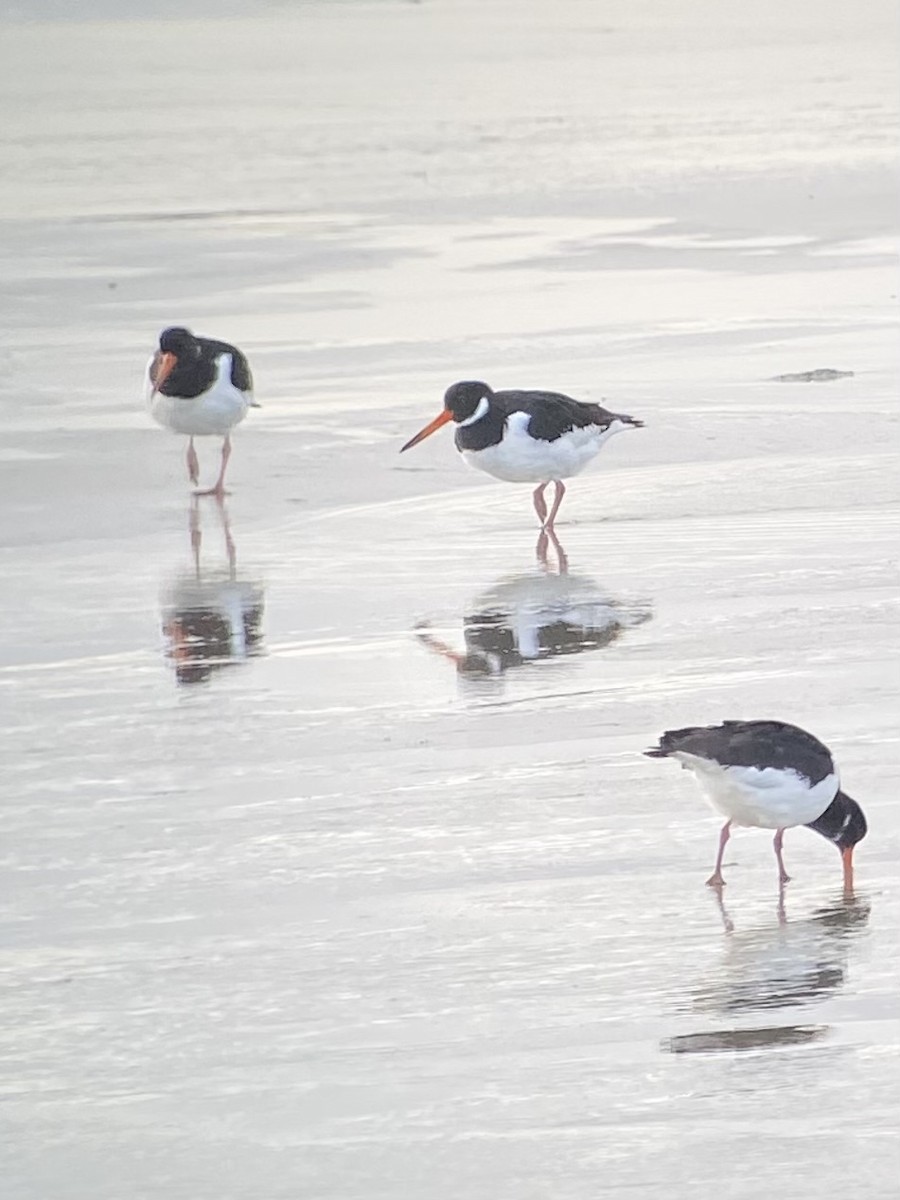 Eurasian Oystercatcher - ML644320815