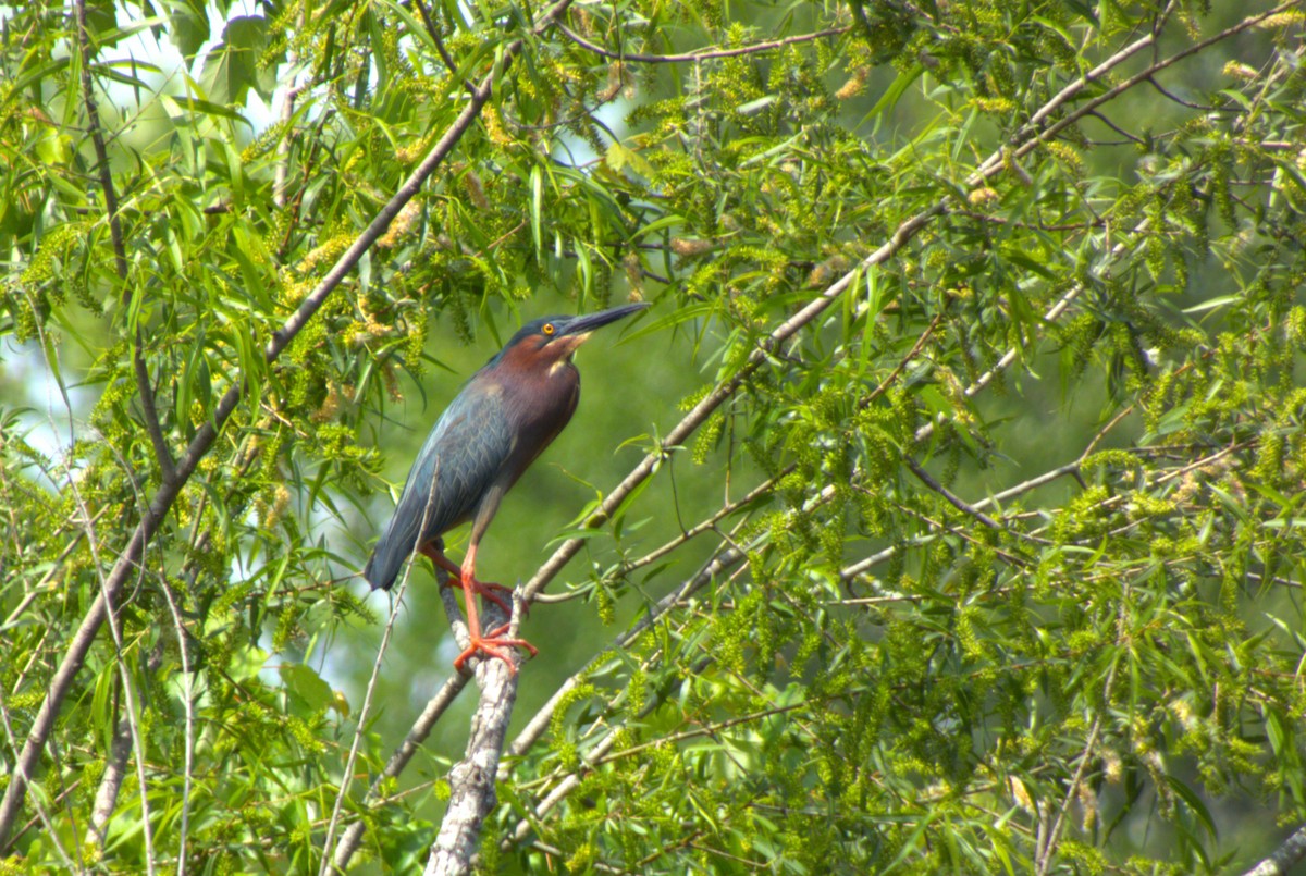 volavka zelenavá - ML644320822