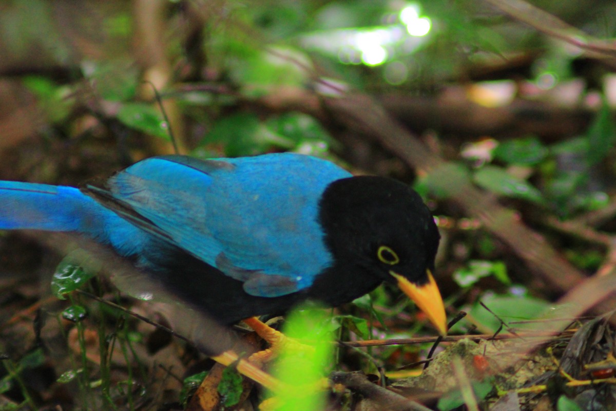 Yucatan Jay - ML644320841