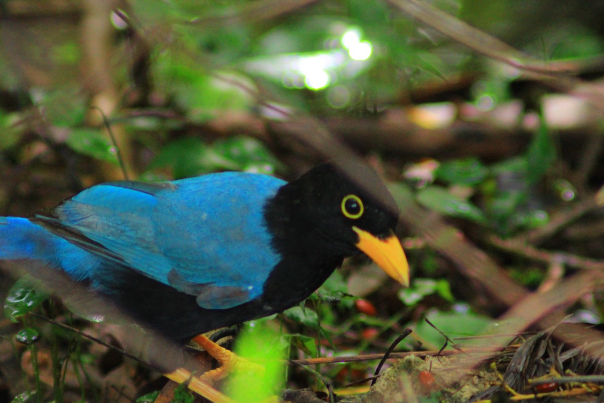 Yucatan Jay - ML644320842