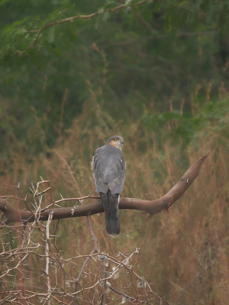 Eurasian Sparrowhawk - ML644320854