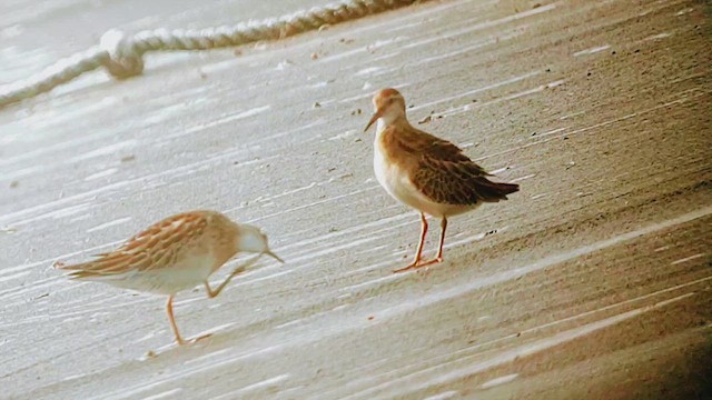 尖尾濱鷸 - ML644320862