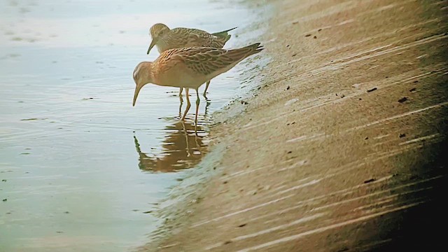 尖尾濱鷸 - ML644320863