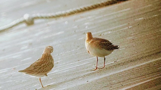 尖尾濱鷸 - ML644320864