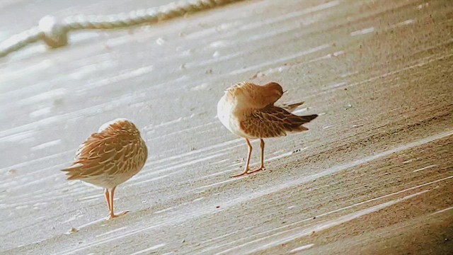 尖尾濱鷸 - ML644320866