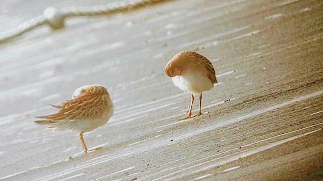 尖尾濱鷸 - ML644320867