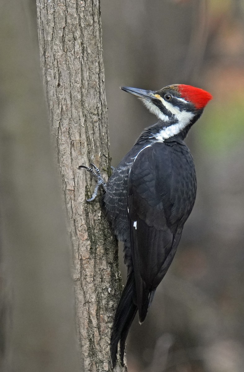 Pileated Woodpecker - ML644320871