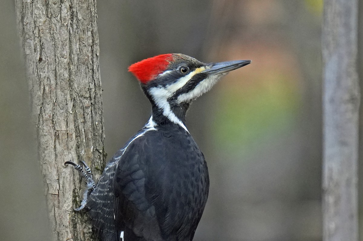 Pileated Woodpecker - ML644320872