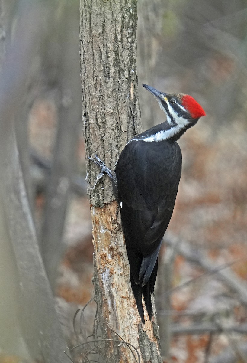 Pileated Woodpecker - ML644320873