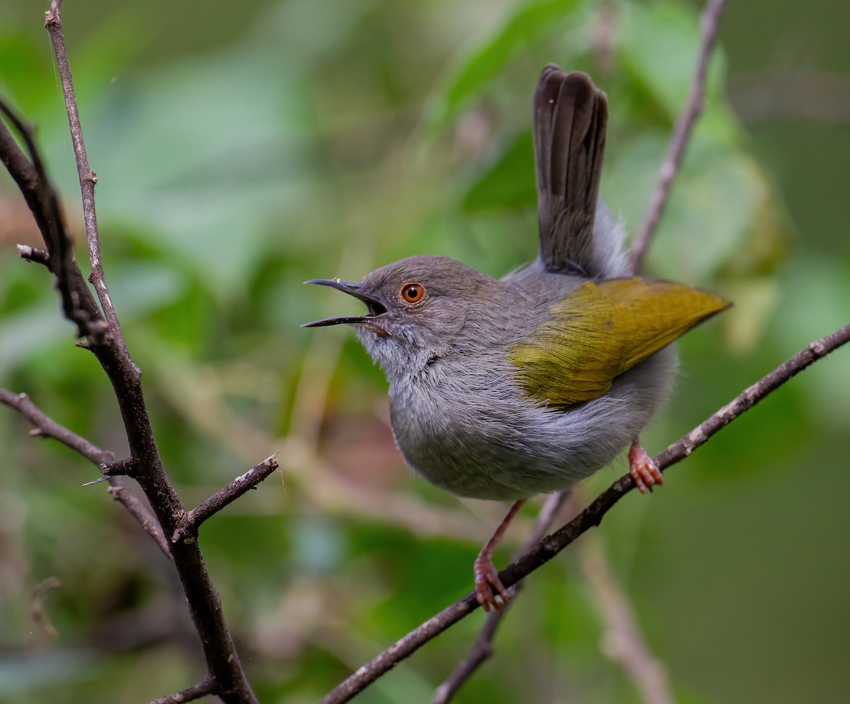 Yeşil Sırtlı Kamaropter [brevicaudata grubu] - ML644320883