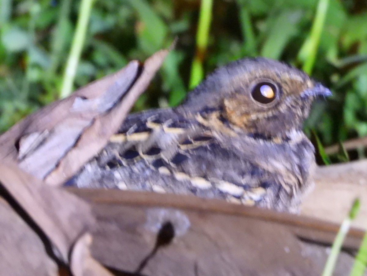 pauraquenattravn - ML644320886