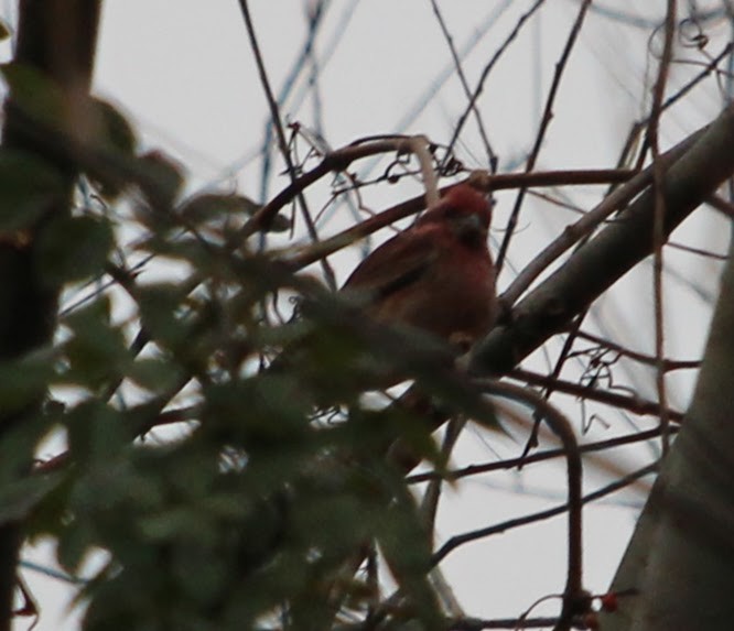Purple Finch - ML644320927