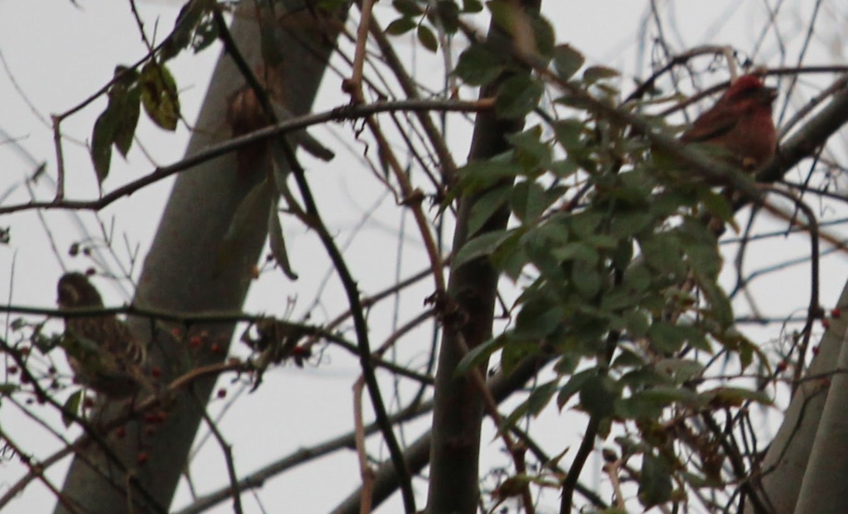 Purple Finch - ML644320928