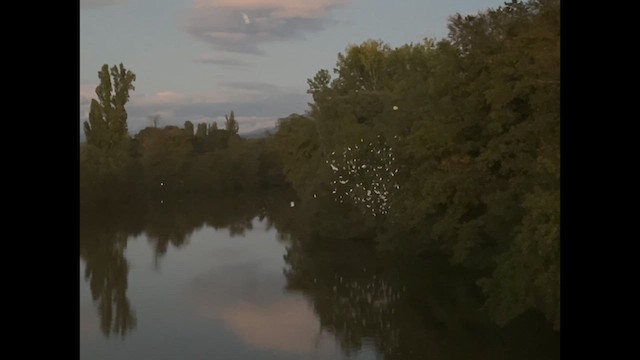 Western Cattle-Egret - ML644320931