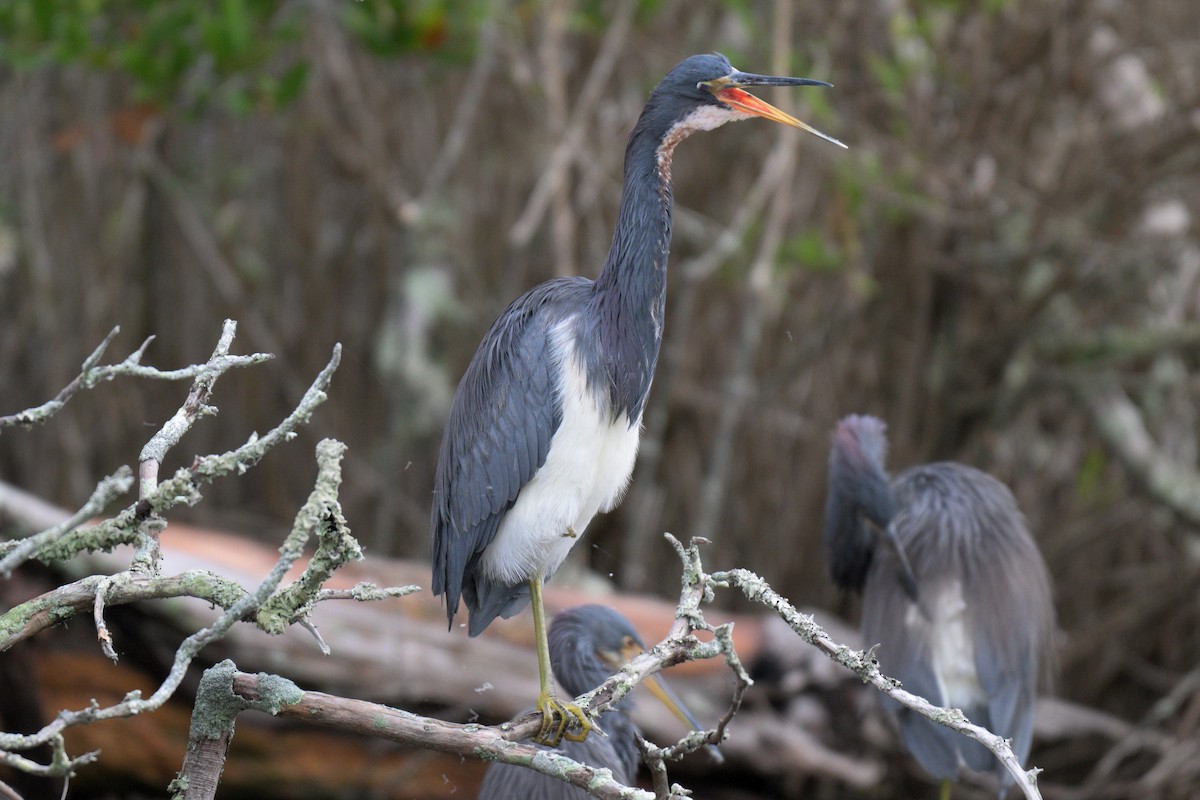 Tricolored Heron - ML644320939