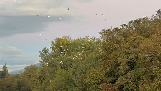 Western Cattle-Egret - ML644320941