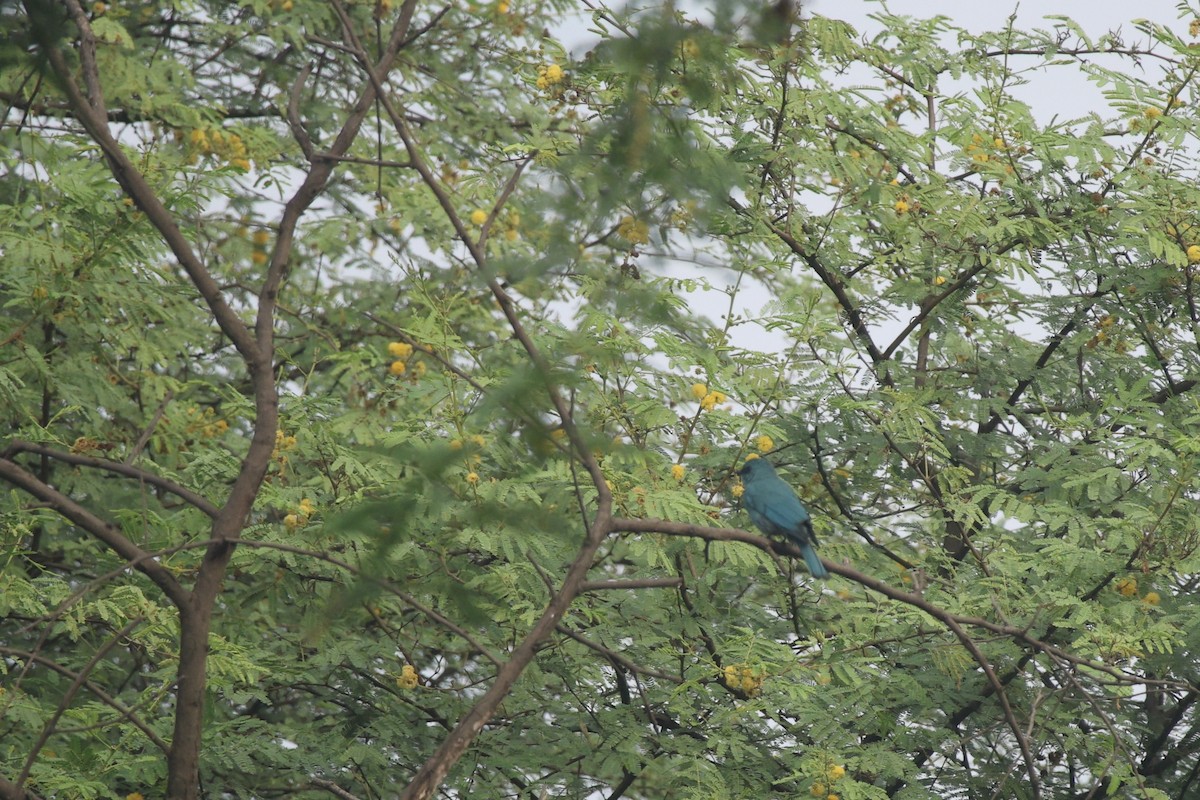 Verditer Flycatcher - ML644320946