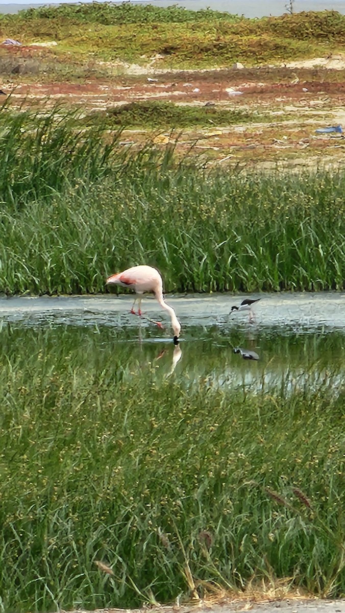 Chilean Flamingo - ML644320952