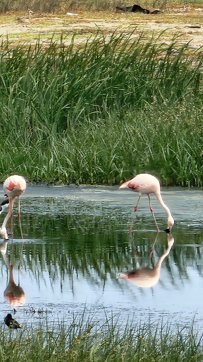 Chilean Flamingo - ML644320953