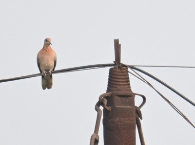 Tortora delle palme - ML644320955