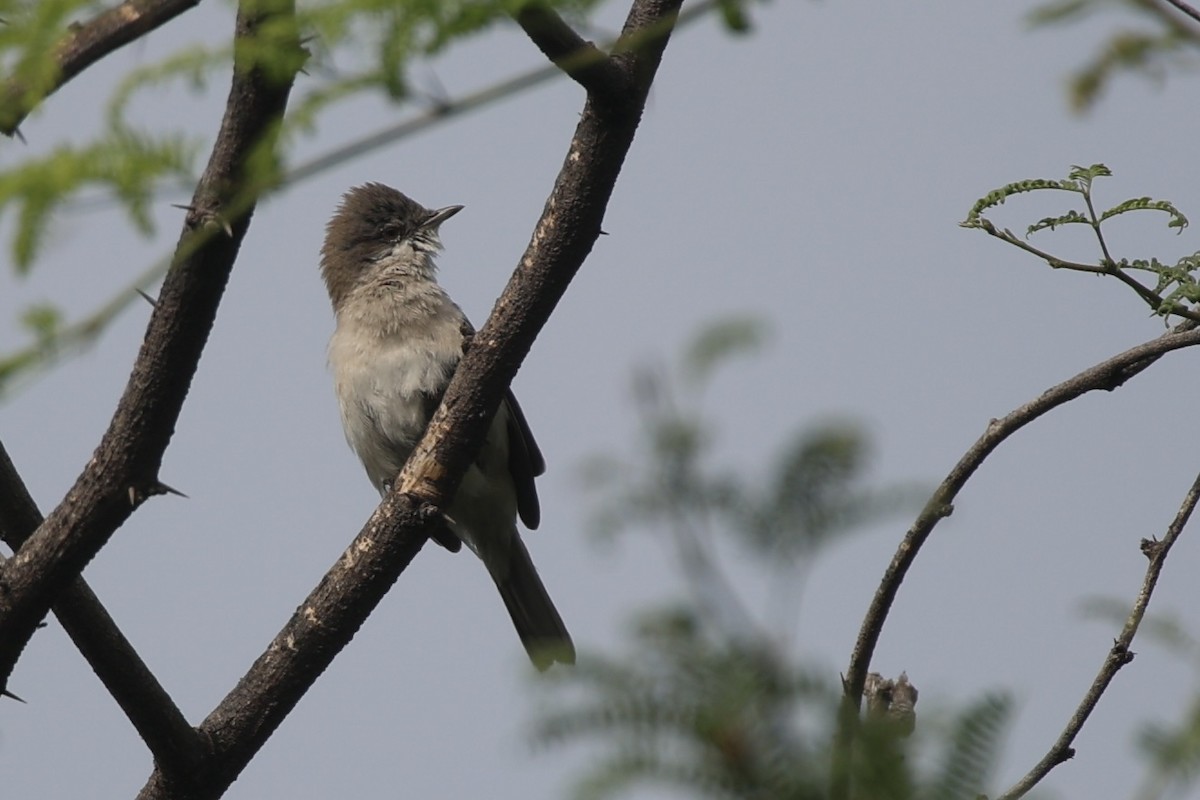 Lesser Whitethroat - ML644320963
