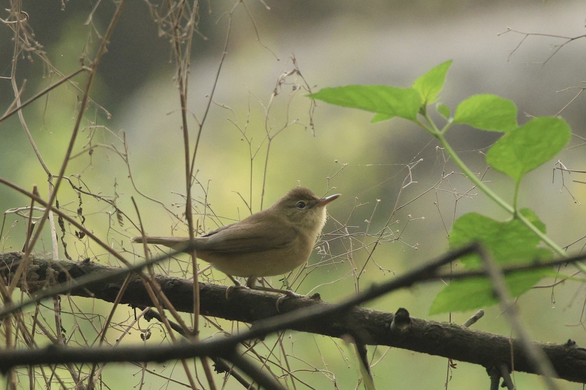 Rousserolle des buissons - ML644320974