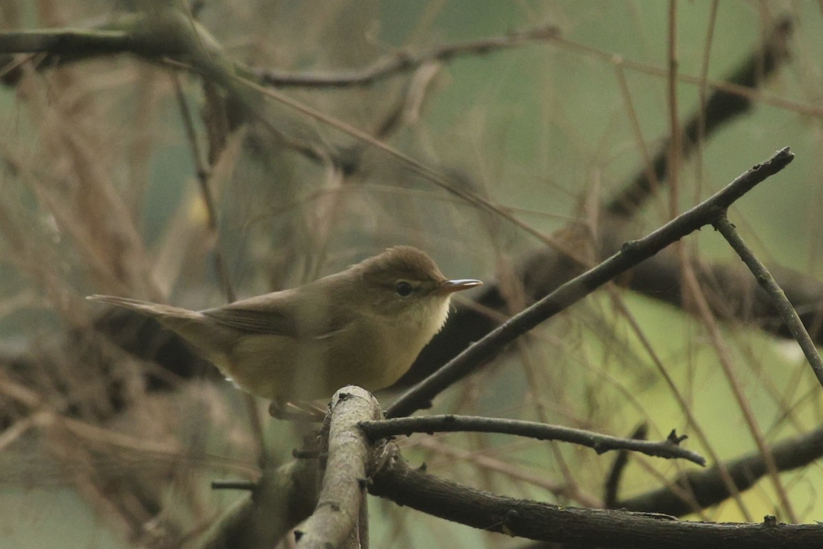 Rousserolle des buissons - ML644320975