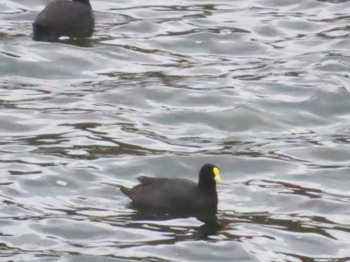White-winged Coot - ML644320988