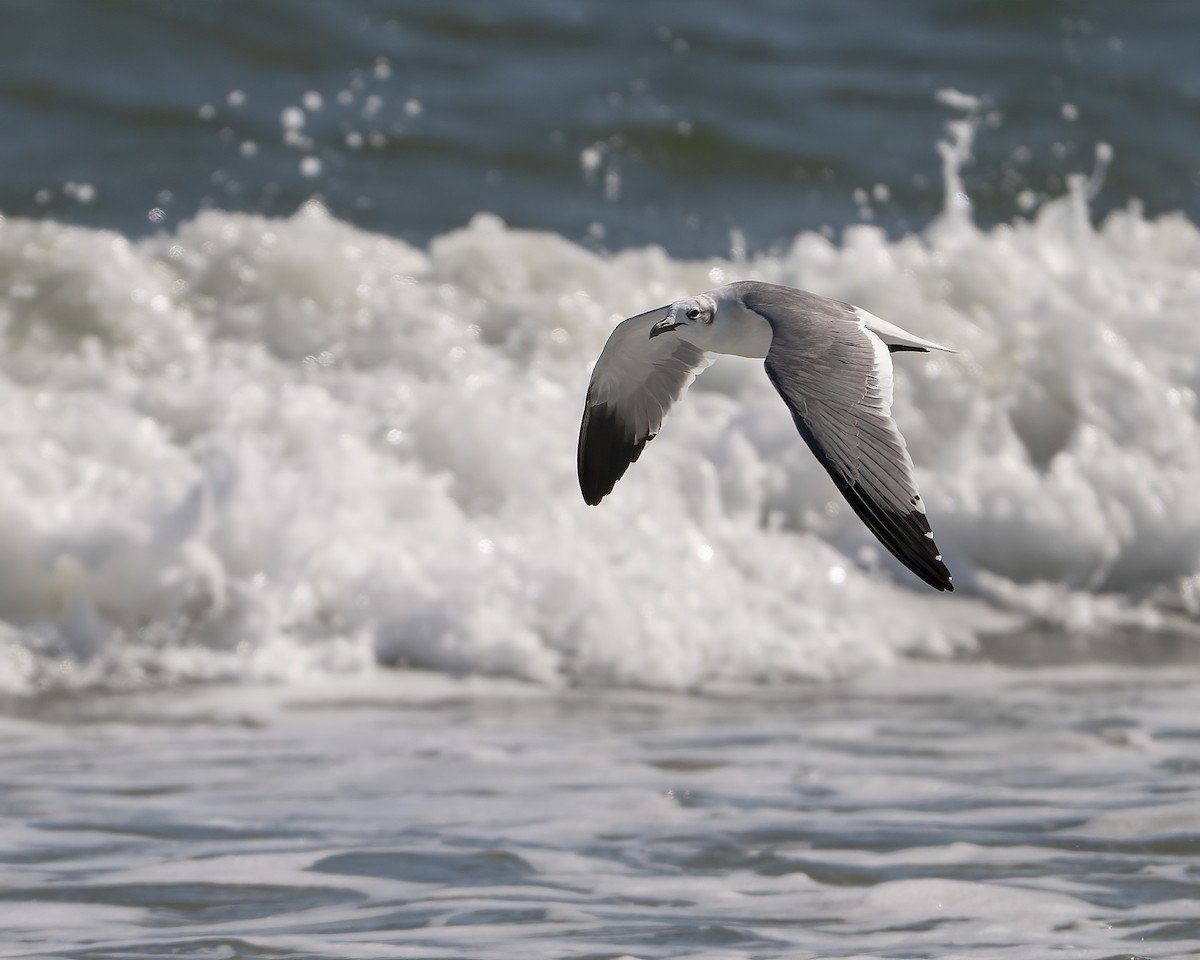 Laughing Gull - ML644320996