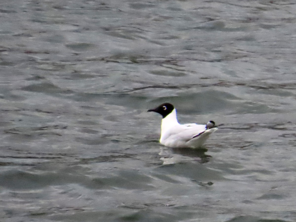Andean Gull - ML644321002