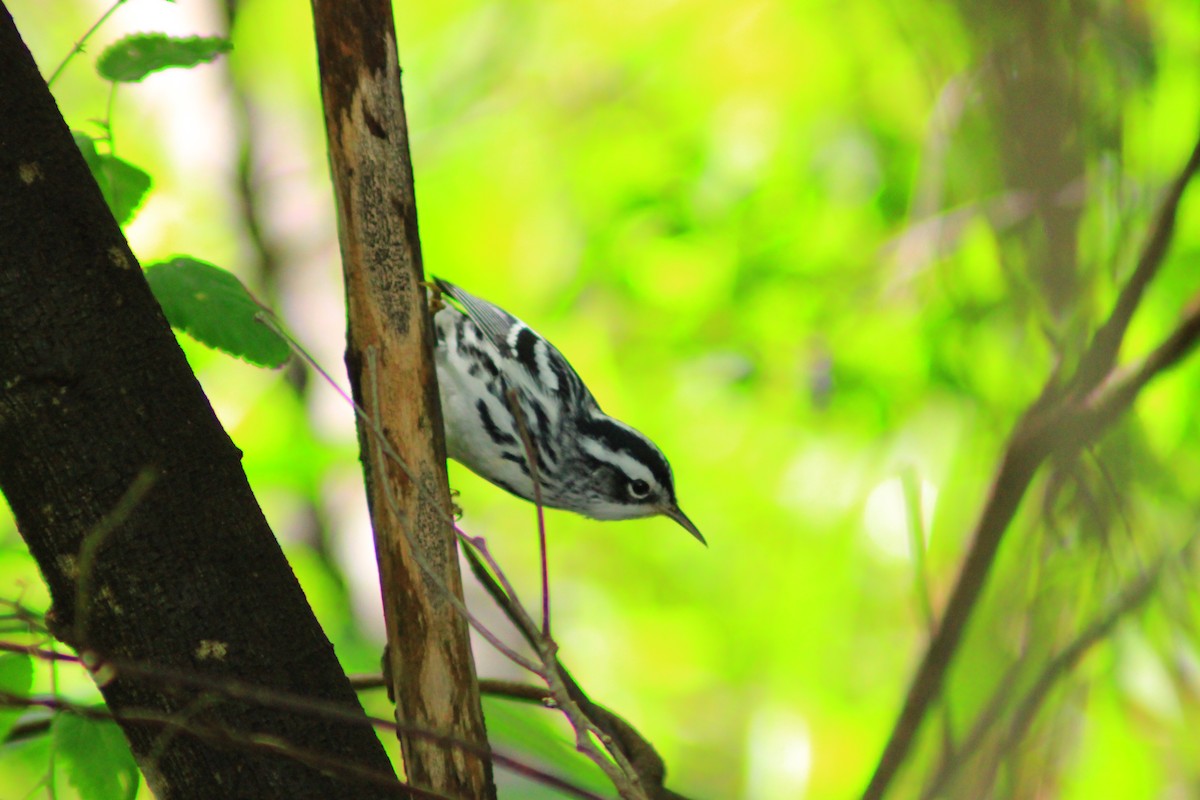 Black-and-white Warbler - ML644321005