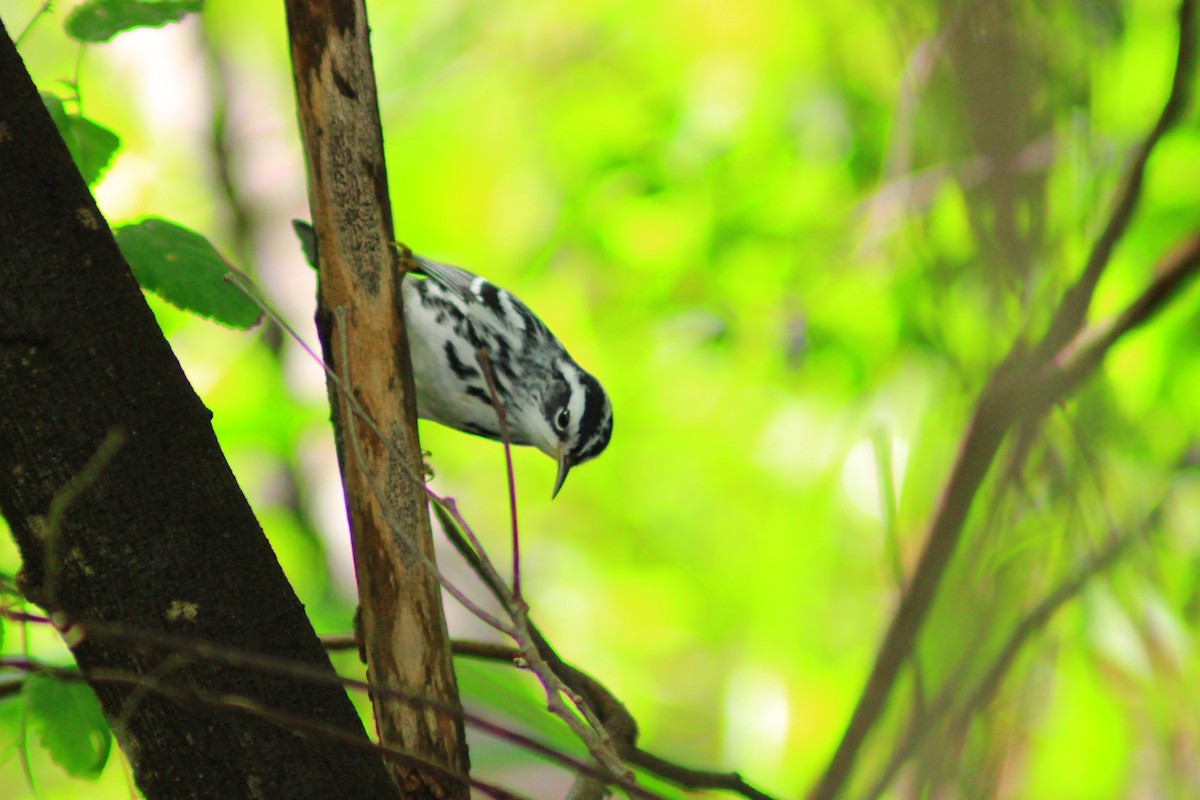 Black-and-white Warbler - ML644321006
