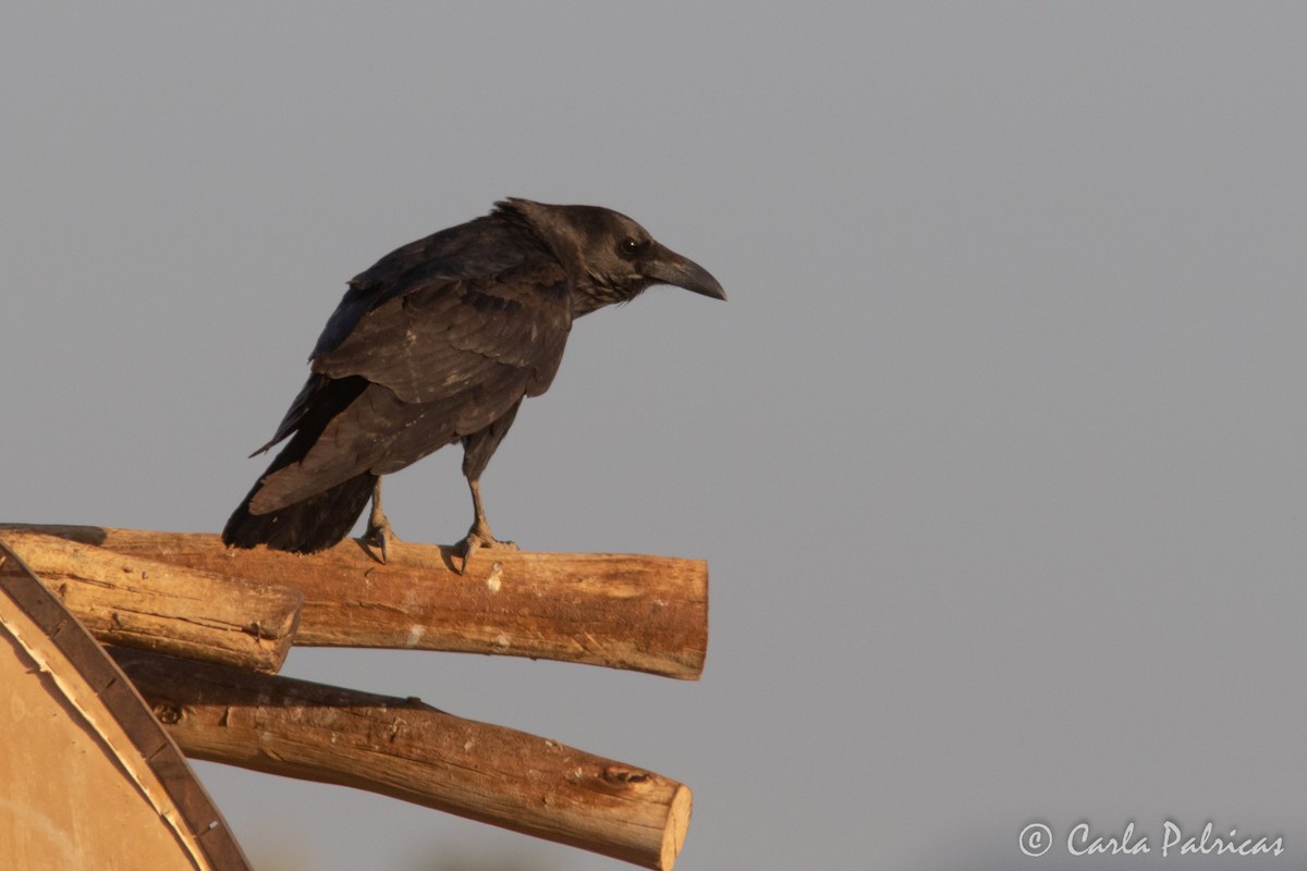 Brown-necked Raven - ML644321010