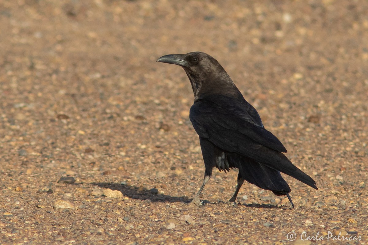 Brown-necked Raven - ML644321012