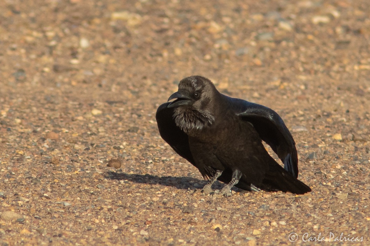 Brown-necked Raven - ML644321013