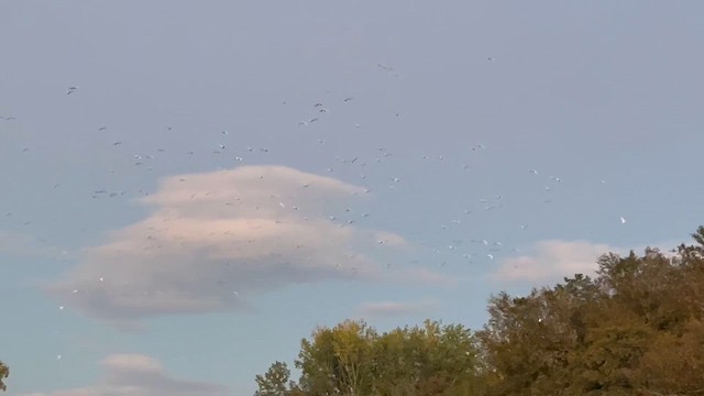 Western Cattle-Egret - ML644321015