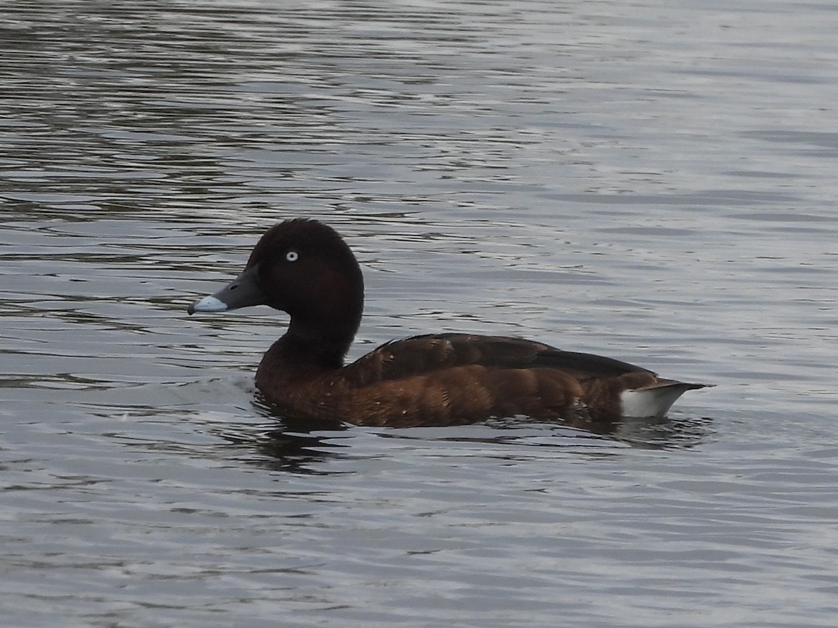 Hardhead - ML644321024