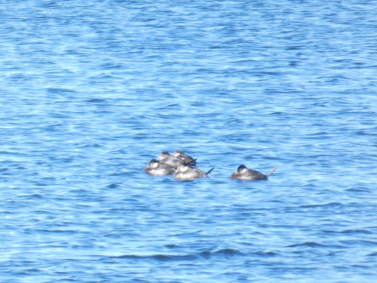 Schwarzkopf-Ruderente - ML644321025