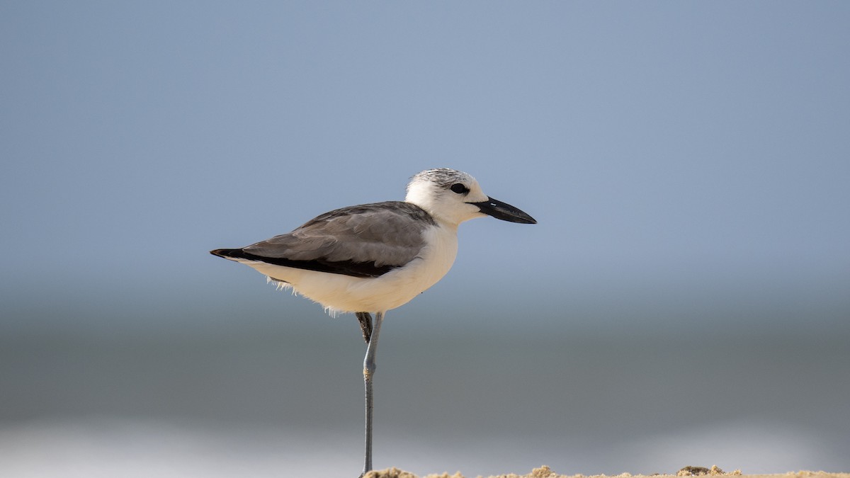 Crab-Plover - ML644321026