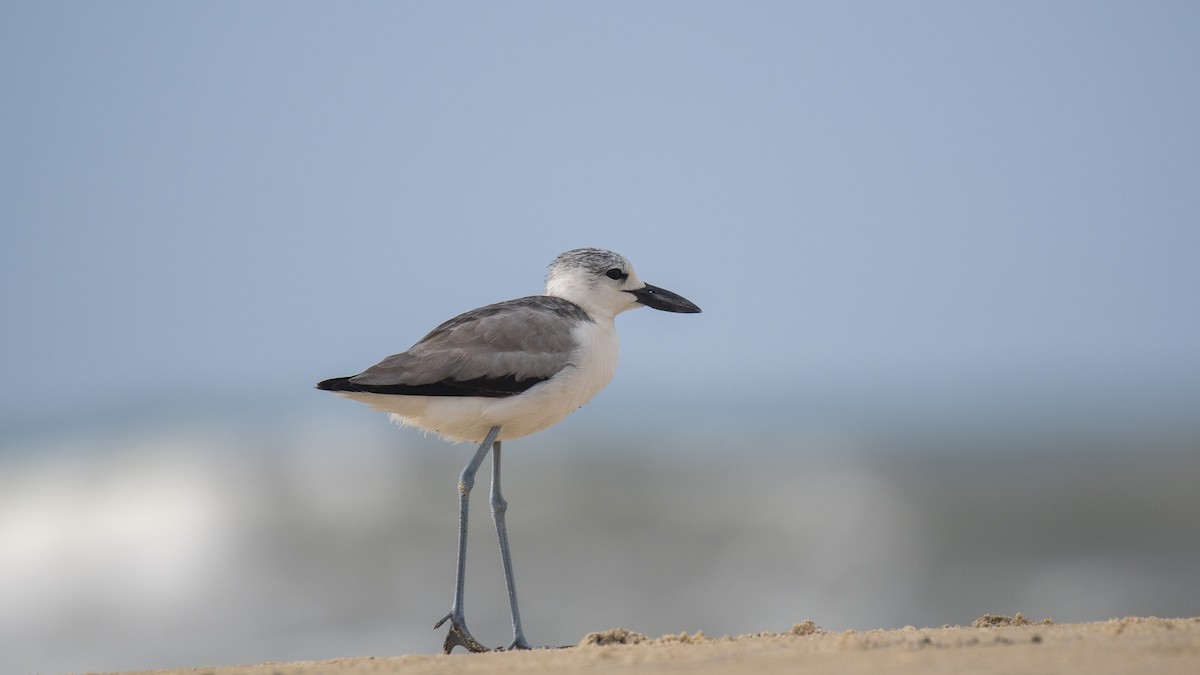 Crab-Plover - ML644321027
