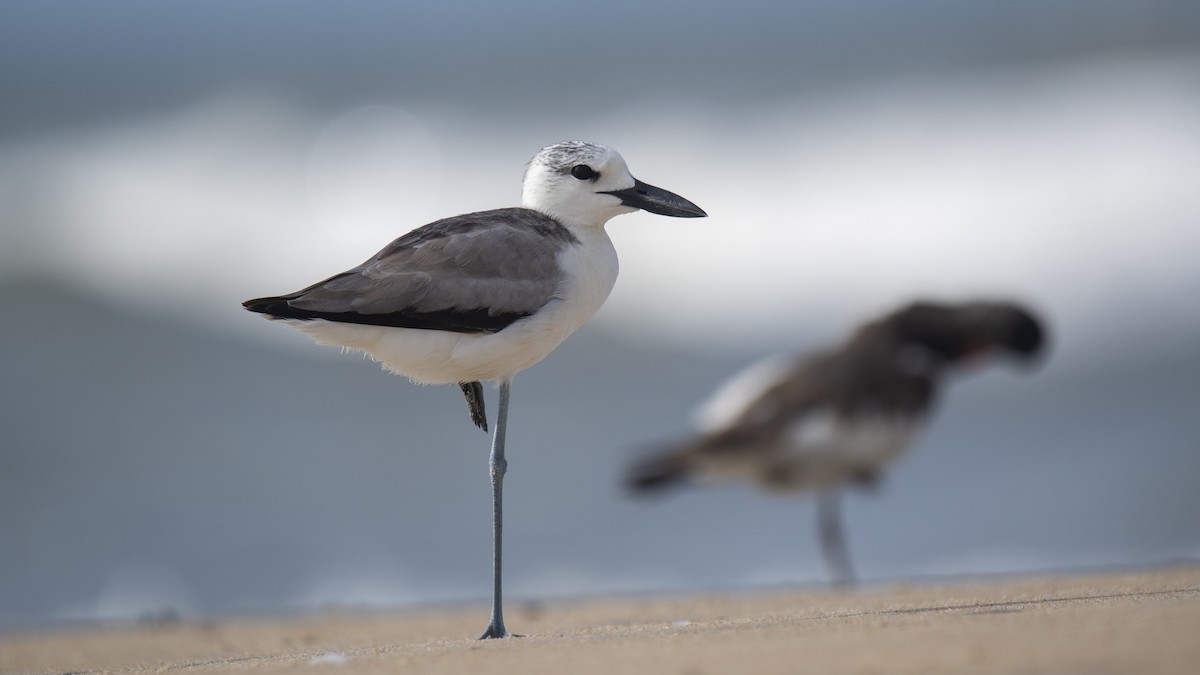 Crab-Plover - ML644321028