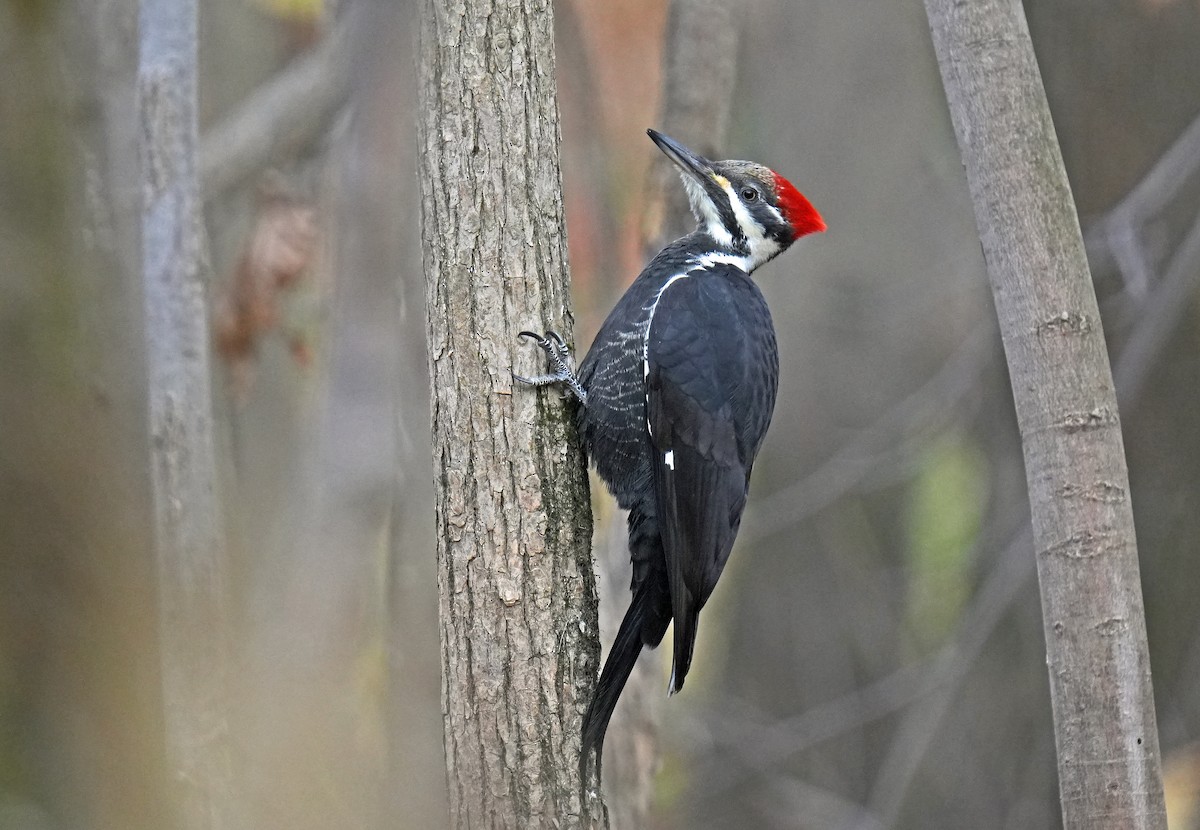 Pileated Woodpecker - ML644321030