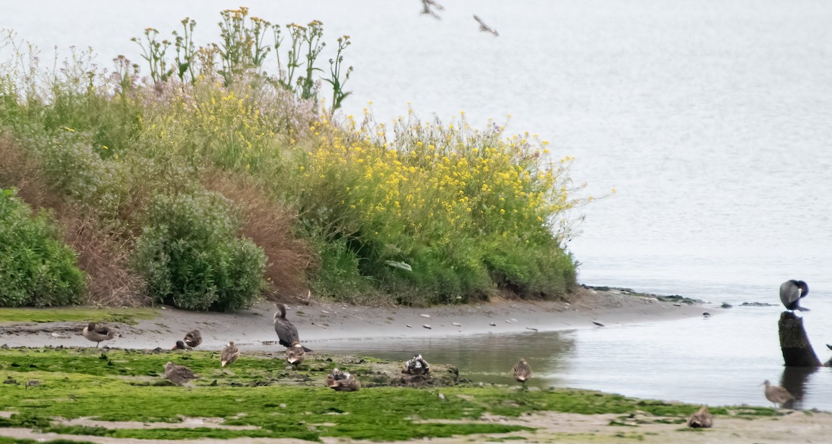 White-cheeked Pintail - ML644321049